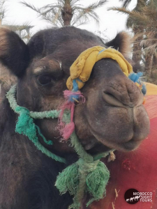 Camel ride in marrakech